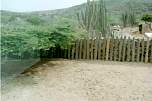 Cactus fence.jpg